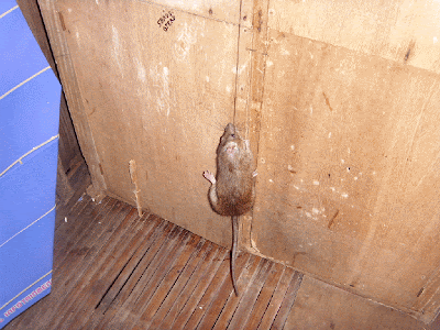 How To Set A Bed Bug Trap How To Set A Bed Bug Trap