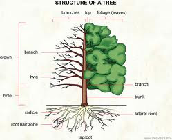 Roots Structure