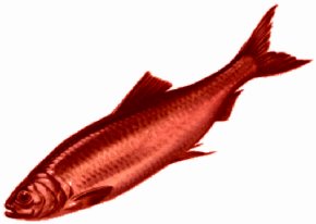 [red+herring.bmp]