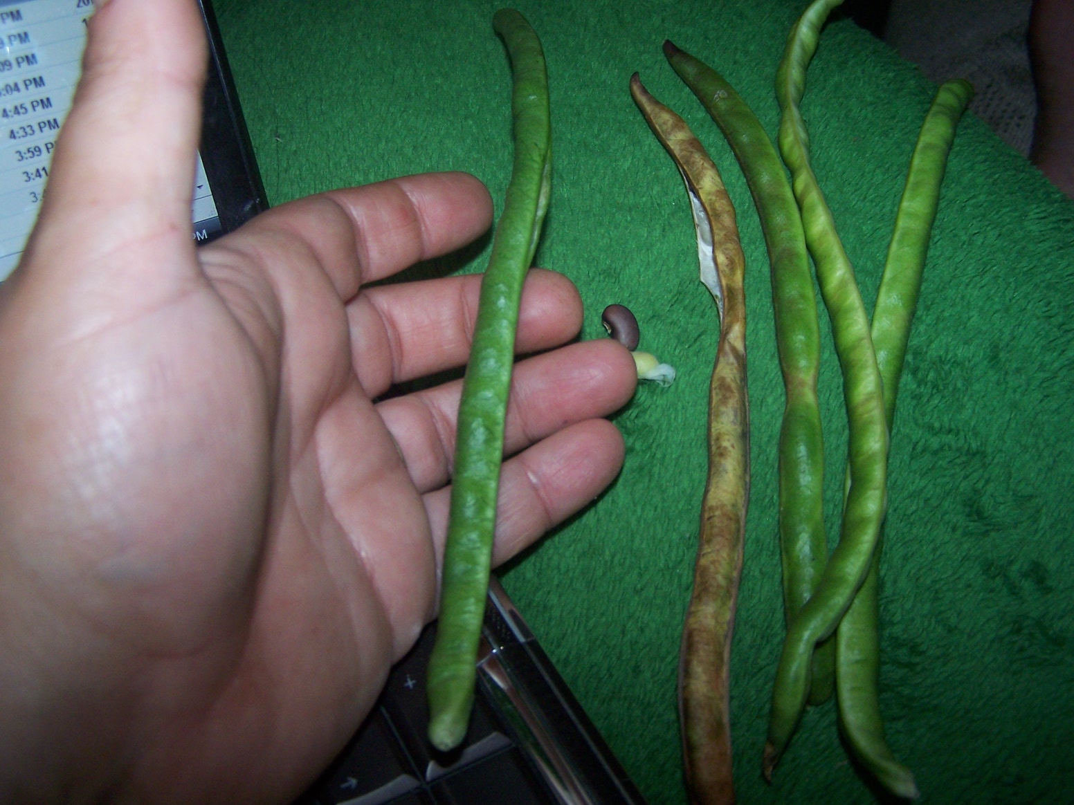 Gibby S Garden Types And Varieties Of Beans