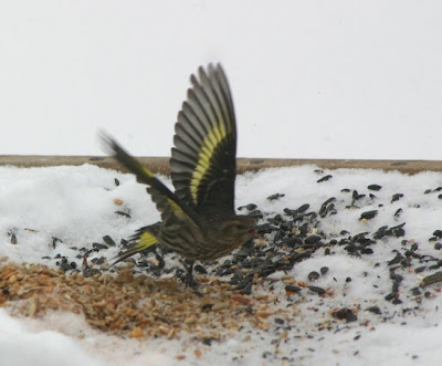 Pine Siskin