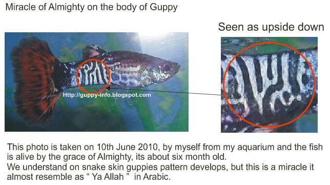 Miracle Guppy