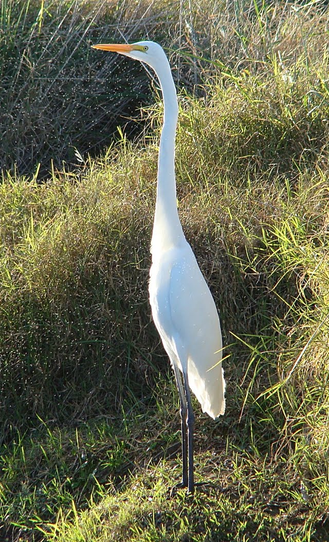 aves de Chacabuco GARZA BLANCA.