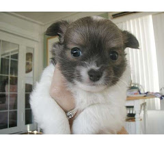 Chihuahua Baby...