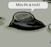 Moo Im a rock!