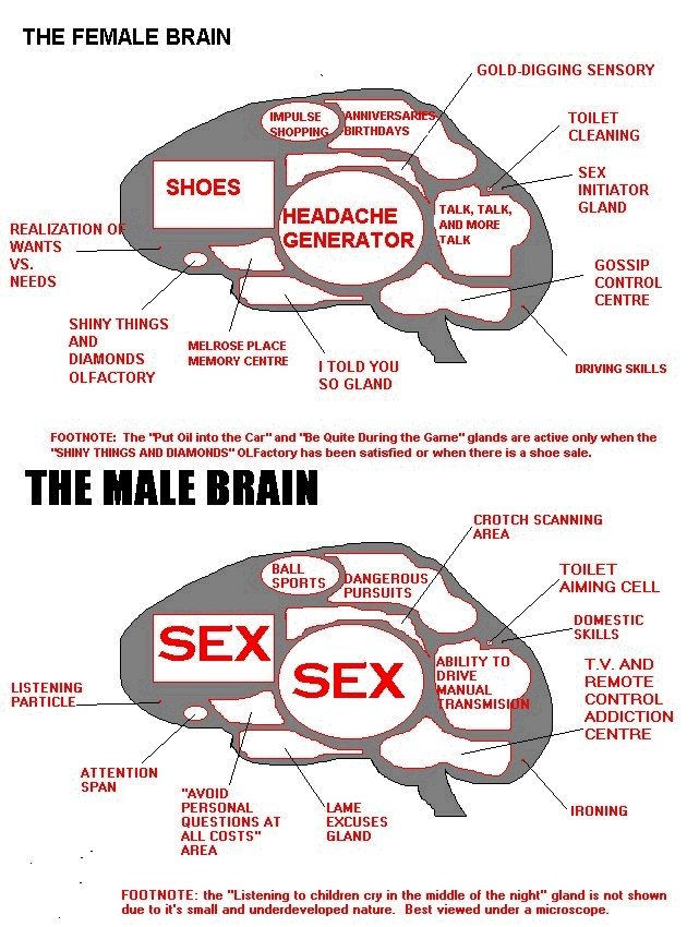 brain sex functions brain sex functions