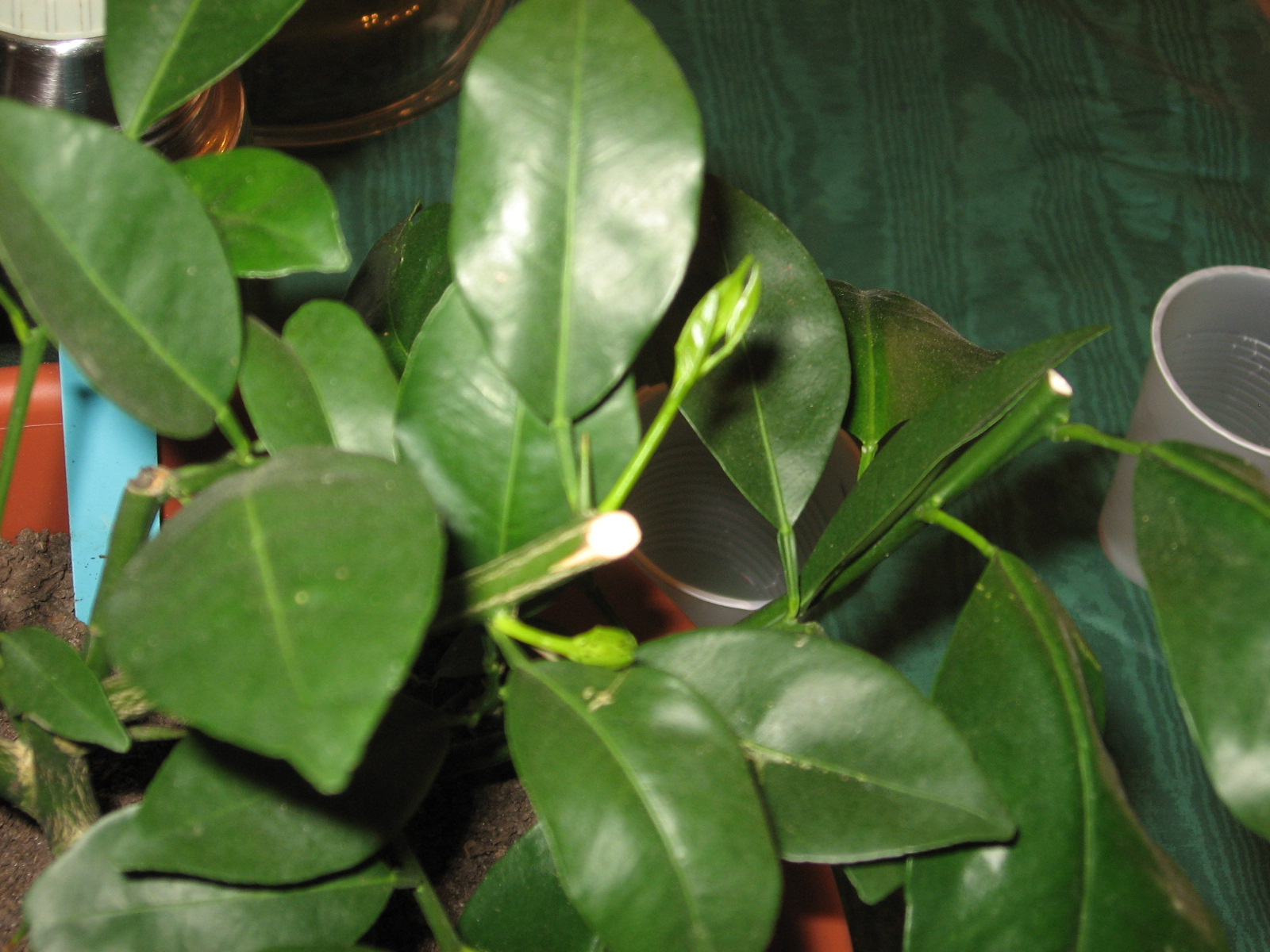 Sprouts theburrowfarm