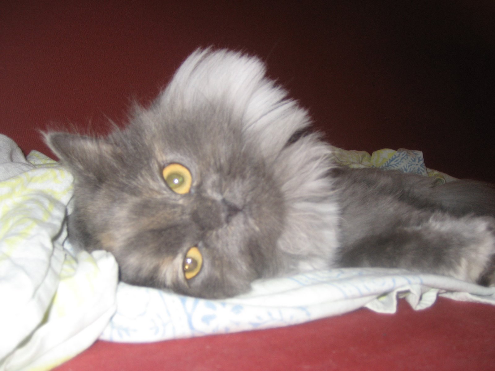 [IMG_2144.JPG]