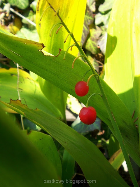 Czerwone jagody konwalii ukryte wśród zielonych liści, uchwycone w listopadowym świetle.