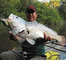 Amazonia Corvina