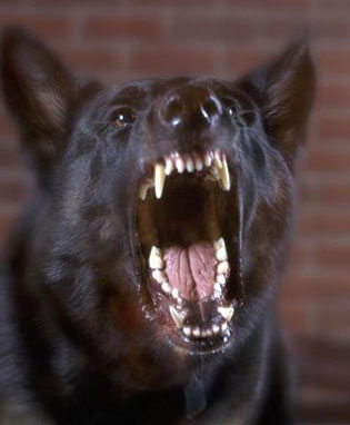 [scary+dog.jpg]