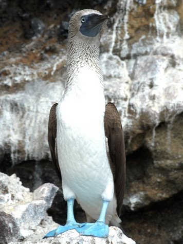 [blue-footed-booby_by+Ellie+Hamby.jpg]