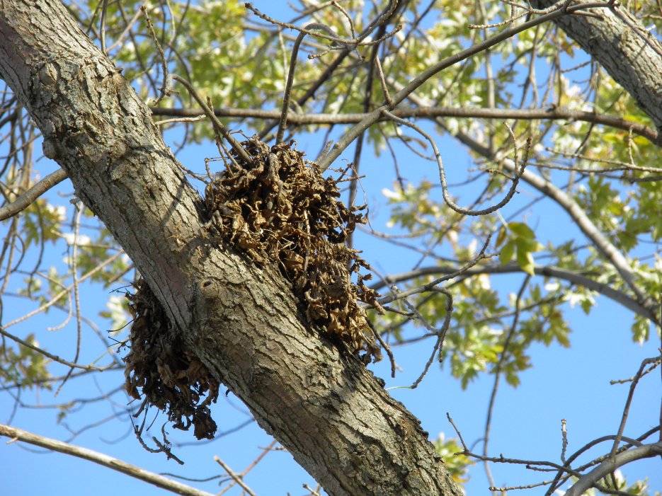 Wanna Walk Along? A Motley Assortment Of Decks, Squirrels, and Hair