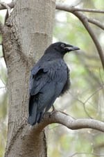 conservation news ohio ravens return conservation news ohio ravens return