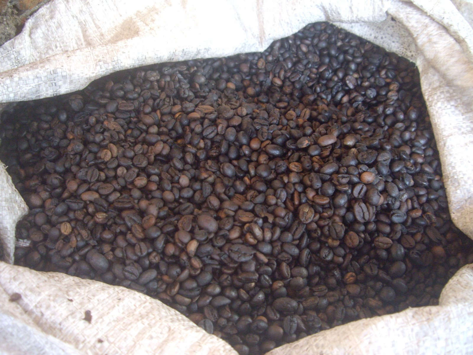 FAMILY BUSINESS COFFEE PRODUCTION, LUNGSIAKAN VILLAGE NEAR UBUD, 2008.  WHOLE ROASTED COFFEE BEANS