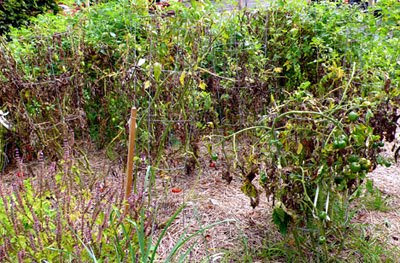 my garden - before my garden - before