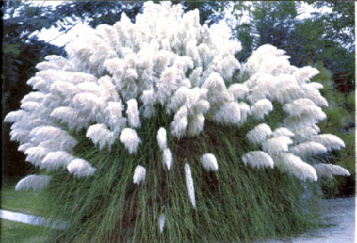 the white variety will look good on a golf course the white variety will look good on a golf course