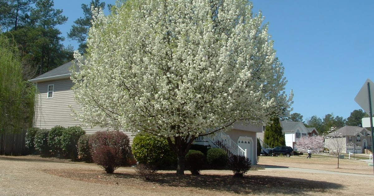 Douglasville, Flowering Trees