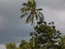 pokok nyiur yang aneh