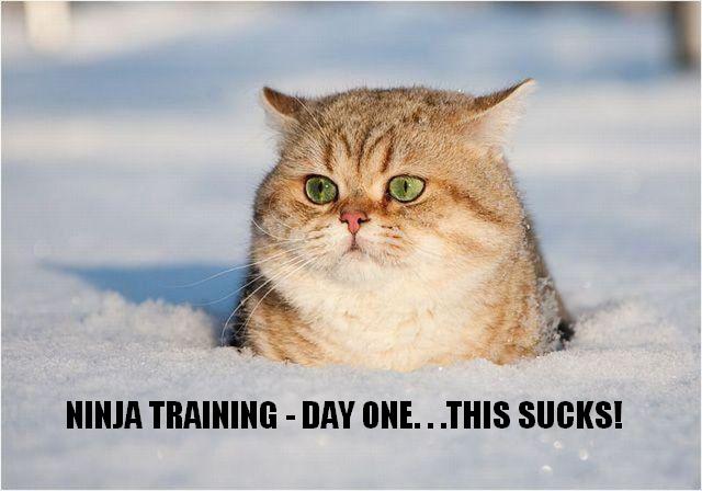 Animal captions du jour. funny animals with captions pictures. Animal captions du jour.