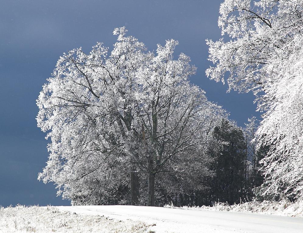 [icy+trees.jpg]