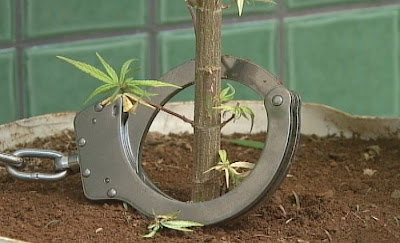 maconha-algemada.jpg