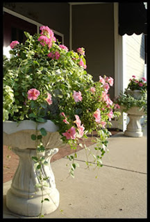 Всичко за цветята! Home-flowers