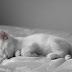 10 Малки сладки котенца