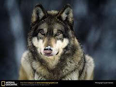 My Wolf