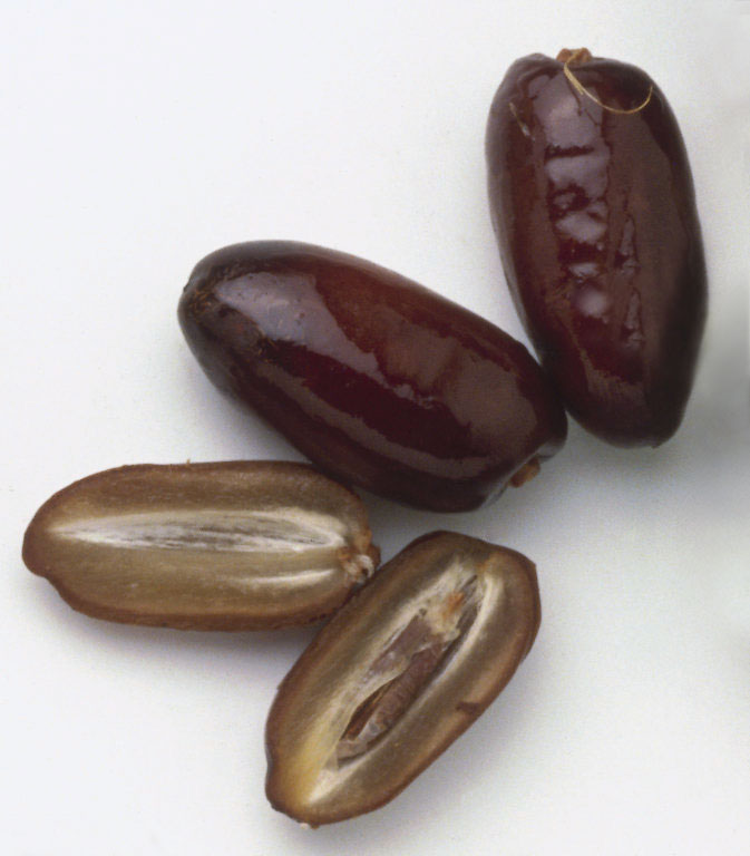 Buah Tamar
