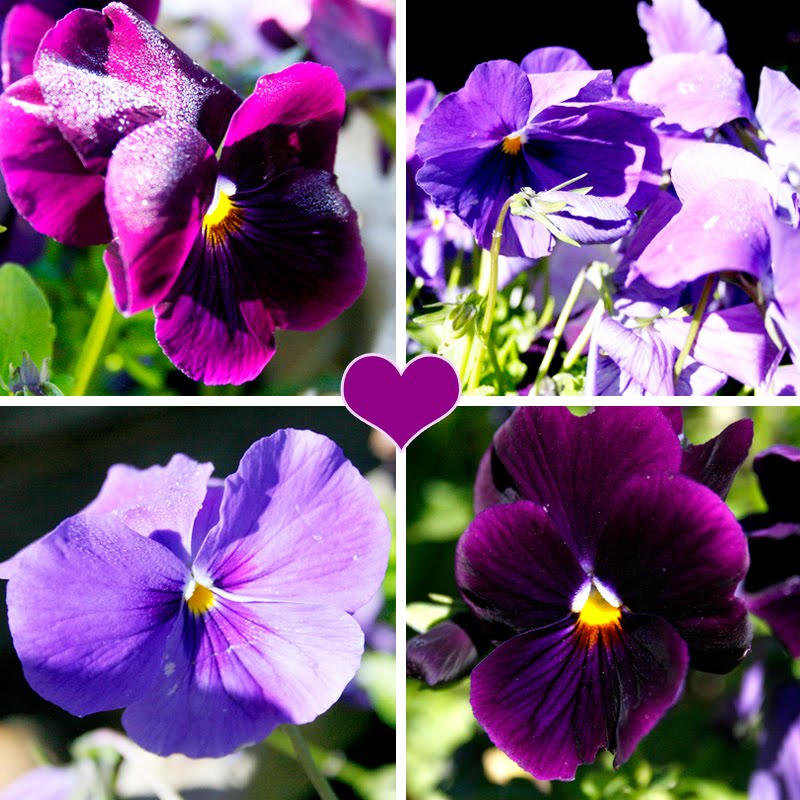 [purpleflowers]