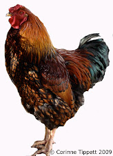 Gold Laced Wyandotte Rooster