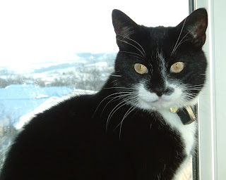 Molly in Febuary 2004 hiding on a windowsill