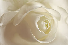 Hvit rose til deg...