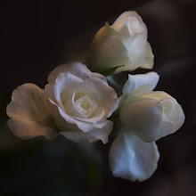 Hvit rose ;)