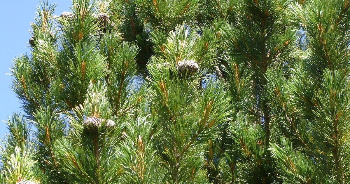 jardin de la sauvagine 2 Le pin cembro (Pinus cembra L.), ou Pin arolle.
