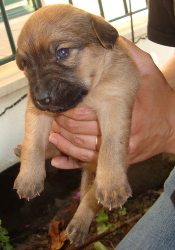 [puppy.JPG]