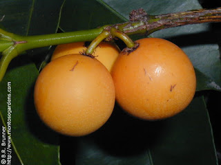 Monkey Fruit