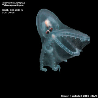 Anphitretus pelagicus
Telescope octopus