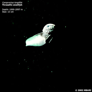 Careproctus longifilis
threadfin snailfish
