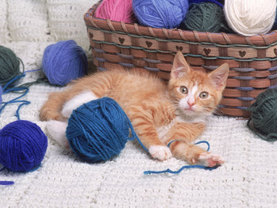 Kittens and yarn (or thread). Narrated by Joy Renee at 8:33 PM Kittens and yarn (or thread). Narrated by Joy Renee at 8:33 PM