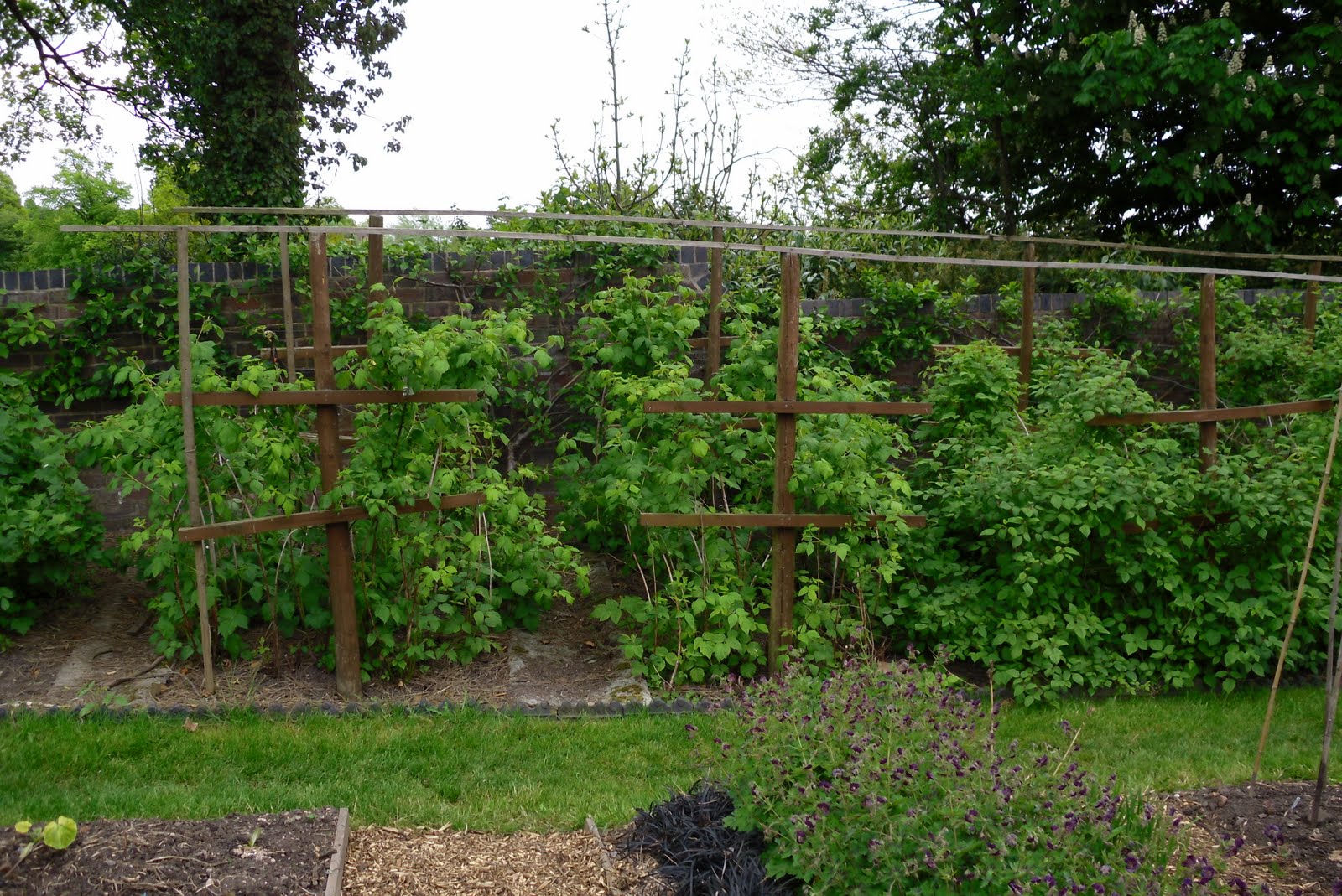 Fruit Bushes