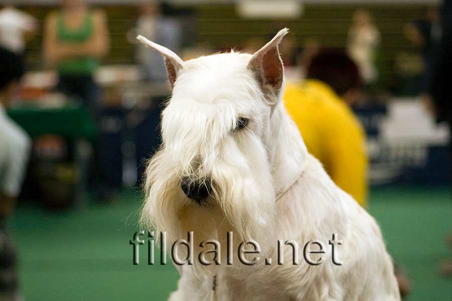 Beli Patuljasti Snaucer