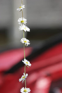 Image of a flower daisy-chain - by masochismtango on Flickr.