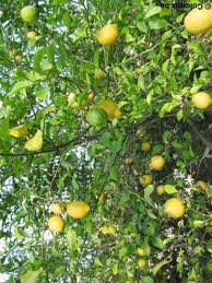 Blog De Todo un Poco sobre La Salud: 01/11