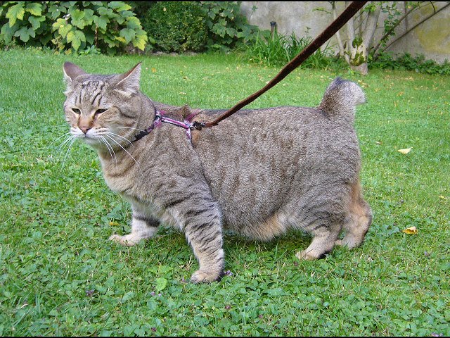 Cat Breeds Pixie Bob Large Cat