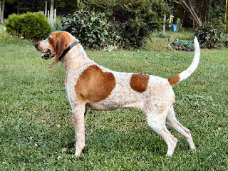 The English Coonhound