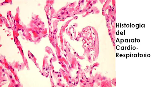 HISTOLOGIA DEL APARATO CARDIORESPIRATORIO