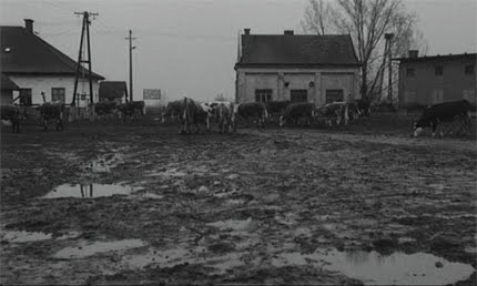 [satantango+cows.jpg]