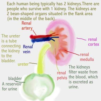 2007 renal july function failure transplantation